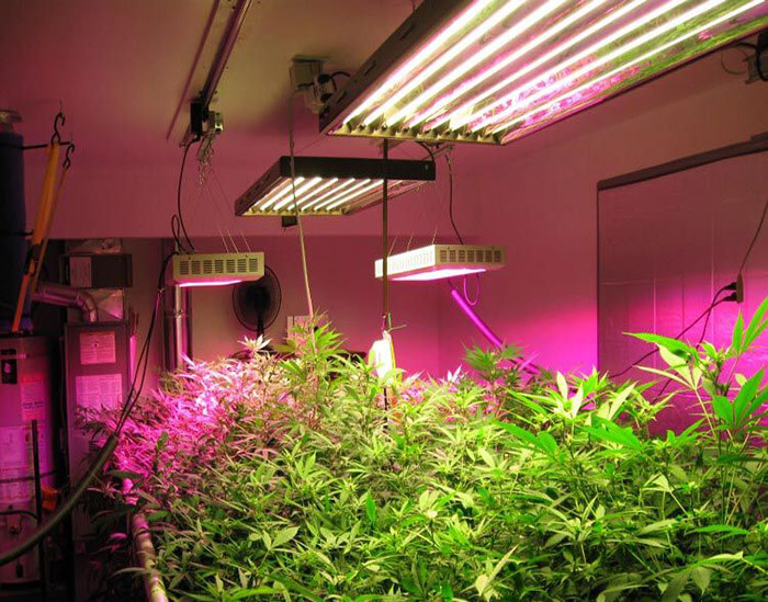 温室大棚，需要用到哪些植物灯